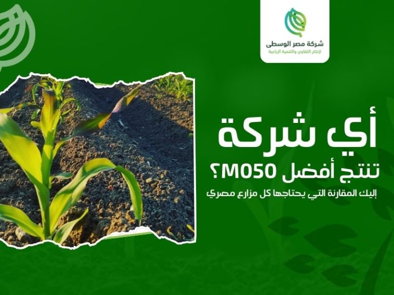شركات إنتاج الهجين والبذور في مصر