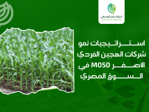 شركات إنتاج الهجين والبذور في مصر