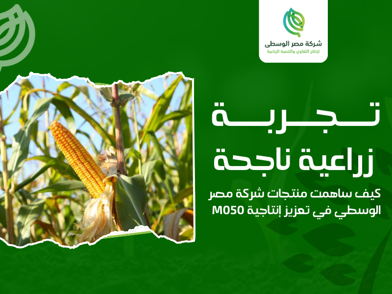 شركة إنتاج الهجين الفردي الأصفر M050