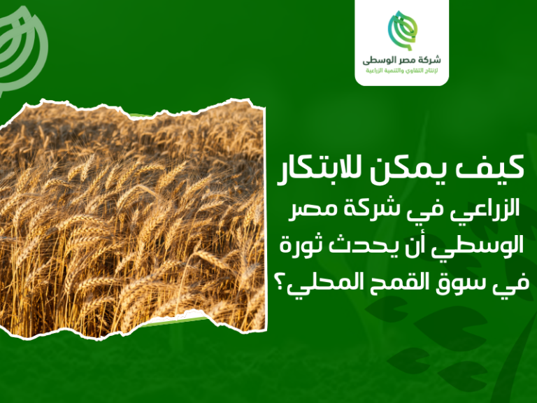 شركات إنتاج تقاوي الذرة في مصر