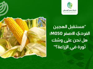 شركات إنتاج الهجين والبذور في مصر