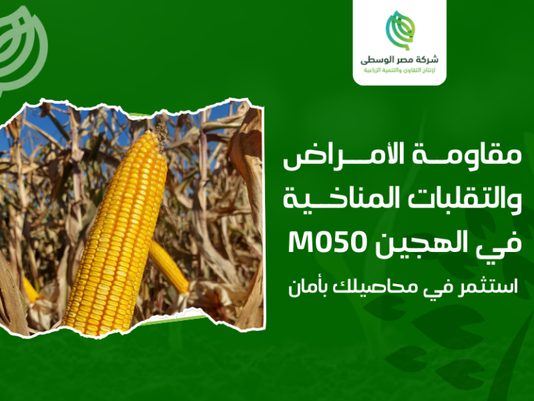 شركة إنتاج الهجين الفردي الأصفر M050