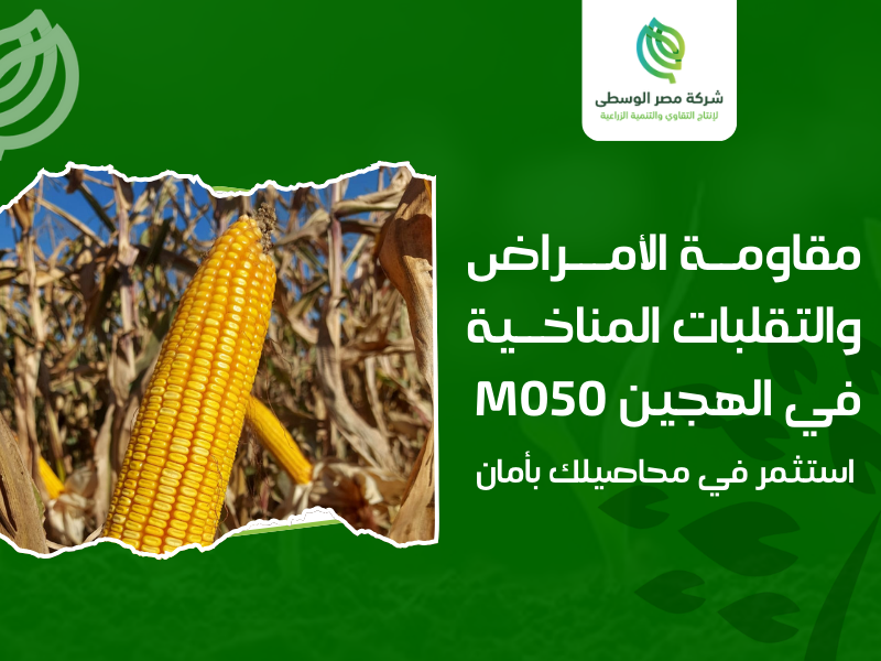 شركة إنتاج الهجين الفردي الأصفر M050