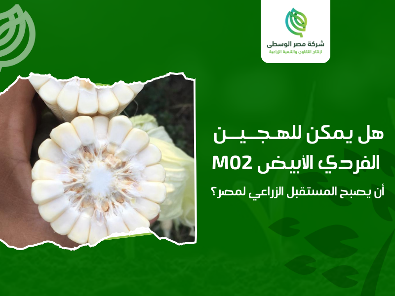 شركة إنتاج الهجين الفردي الأبيض M02