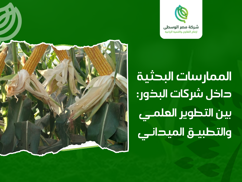 شركات البذور الزراعية في مصر