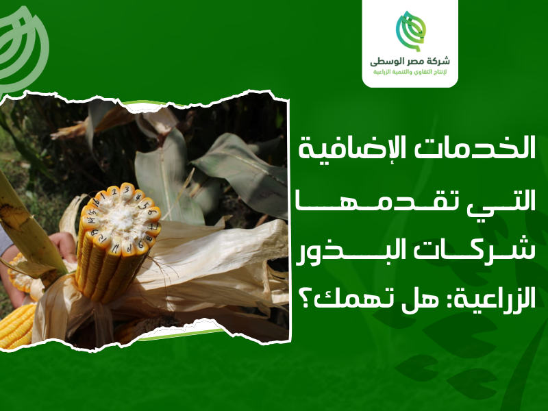 شركات البذور الزراعية في مصر